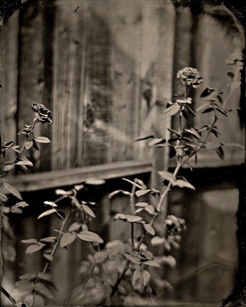 Los Angeles, Tintype