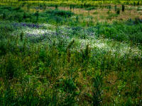 All photographs and related content contained herein © MARK ELSON.