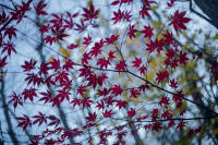 All photographs and related content contained herein © MARK ELSON.