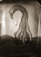 All photographs and related content contained herein © MARK ELSON.