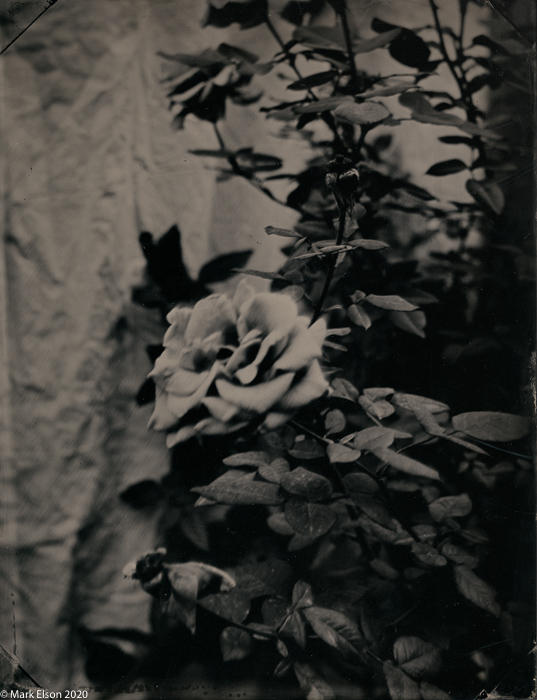 Winter Rose, Los Angeles Tintype