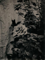 All photographs and related content contained herein © MARK ELSON.