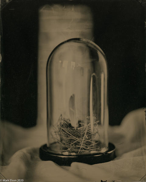 Birds Nest, Specimen
Tintype.